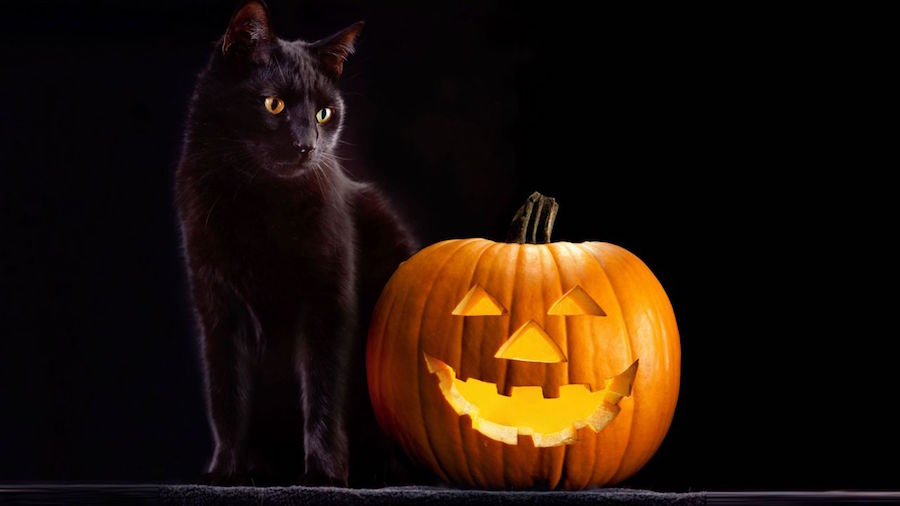 Es Halloween: cuiden de los satánicos a su gato negro | Rubén Luengas - Entre noticias